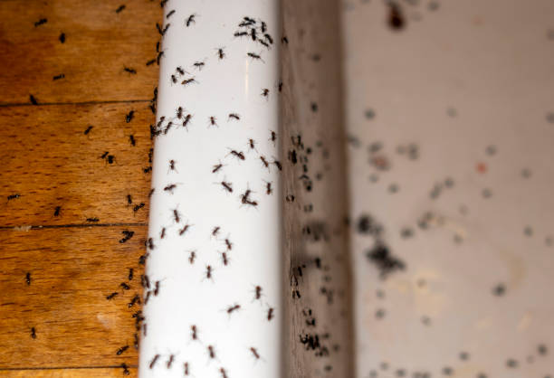 Reliable Elgin, MN Pest Control Solutions